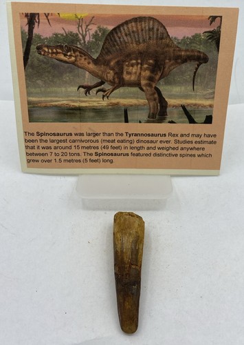 Spinosaurus teeth dinosaur - spinosaurus,