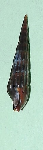 Strioterebra nitidum - ,