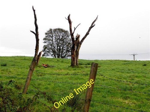 Photo 6x4 trees dead and - photo,