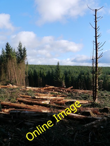 Photo 12x8 clearfell near - photo,