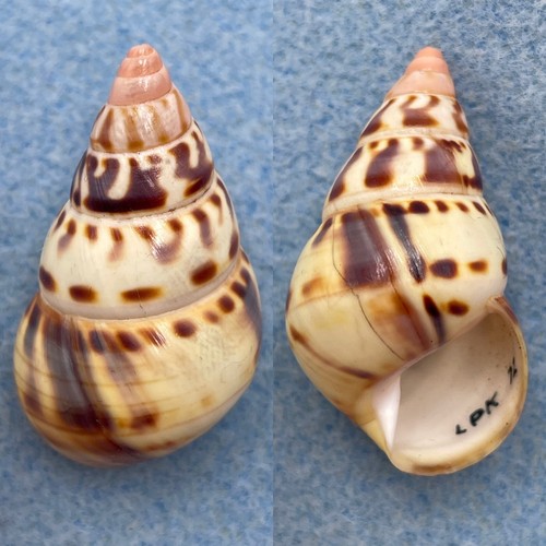 Liguus fasciatus versicolor - #8,