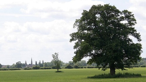 Photo 6x4 trees the - the, severn