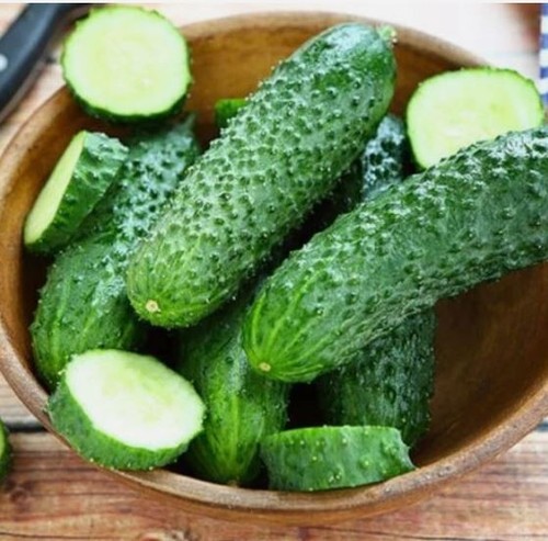 Cucumber akkord seeds - 20,